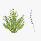 Baccharis Flower model - 3DOcean Item for Sale