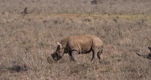 White Rhinoceros, ceratotherium simum, Mother and Calf, Nairobi Park in Kenya, Real Time 4K