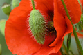 Close up of red poppy flowers and bud - PhotoDune Item for Sale