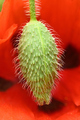 Close up of red poppy flowers and bud - PhotoDune Item for Sale
