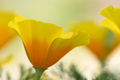 Close up of golden poppy flowers - PhotoDune Item for Sale
