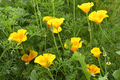 Close up of golden poppy flowers - PhotoDune Item for Sale