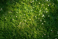 Wild grass with white flowers - PhotoDune Item for Sale