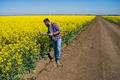 Farmer examining crops - PhotoDune Item for Sale