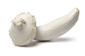 Single fresh deformed beech mushroom on white background close up - PhotoDune Item for Sale