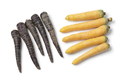 Fresh raw yellow and black carrots on white background close up - PhotoDune Item for Sale