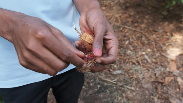 Annatto in Nature Red Fruits of Lipstick Tree Bixa Orellana in African Hand