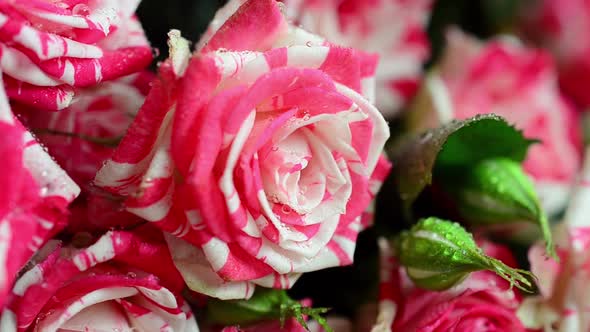 Roses on a black background. Falling drops of water on flowers.