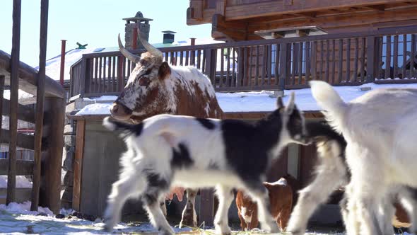 Goats passing before pure breed telemark cow walking towards camera - Low angle static clip looking