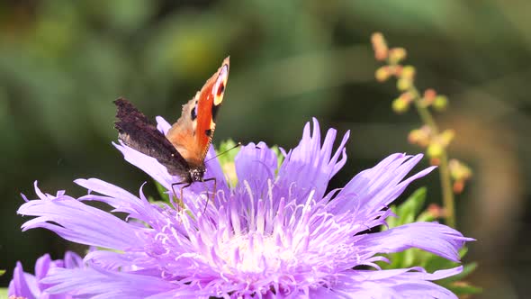 Peacock butterfly ( Aglais io ) feeding with flower nectar