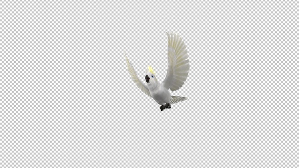 White Parrot - Mathews Cockatoo - Sulfur Crested - Flying Transition - II - Alpha Channel