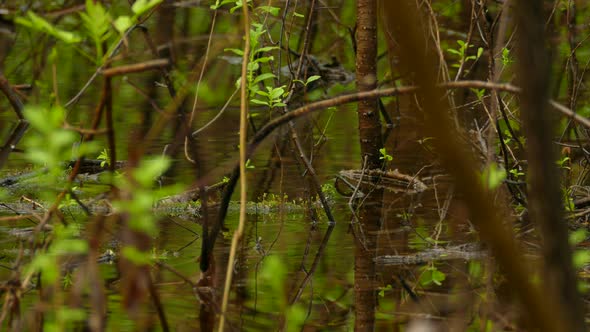 Canada warbler in a swamp. wild birds in their natural habitat. clips of little birds in nature