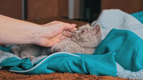 Gray Kitten Plays with the Girl's Hand Lying on the Bed