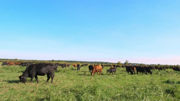 in Meadow on Farm Big Brown and Black Pedigree Breeding Cows Bulls are Grazing