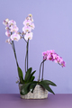 Pot with beautiful orchids - PhotoDune Item for Sale