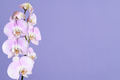 Beautiful pink orchid flowers - PhotoDune Item for Sale