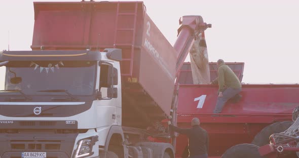 Early Morning in the Field Man is Checking the Crop Pouring Process Truck