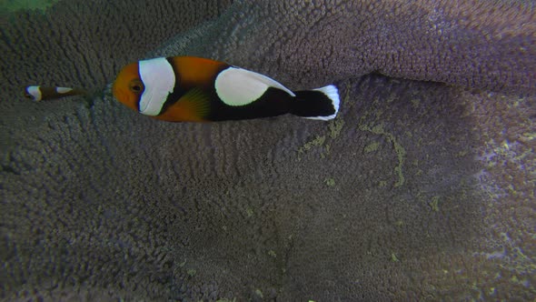 Saddleback Clownfish (Amphiprion polymnus) swimming in open sea anemone, close up shot