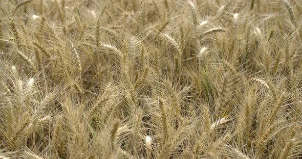 Golden Wheat Field In Summer