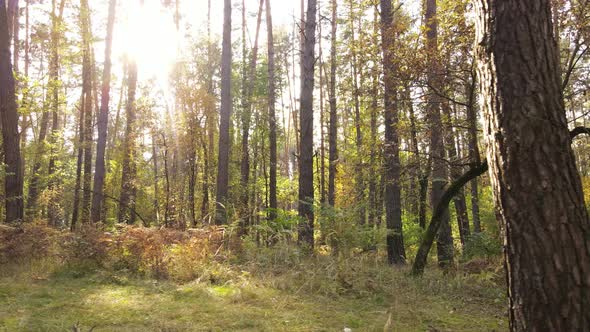 Autumn Forest with Trees By Day