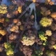 Top Down View of the Trees in Parque Del Retiro From a Drone - VideoHive Item for Sale