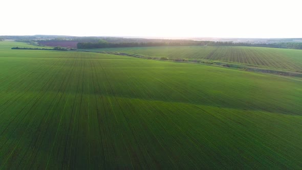 Aerial Video of a Field with Wheat