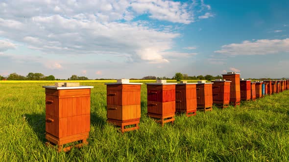 Traditional Wooden Beehives in Apiary