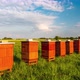 Traditional Wooden Beehives in Apiary - VideoHive Item for Sale