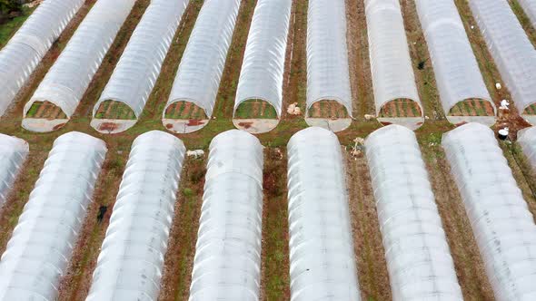 Greenhouses made of polyethylene film - low plastic hothouses are cover and protection for plants
