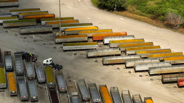 Trucks Filled With Florida Oranges From Tropicana Factory Fort Pierce Fl