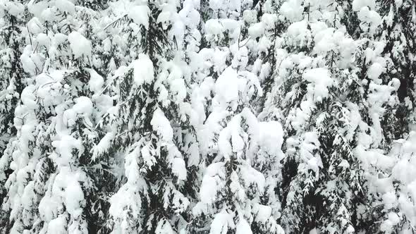 Winter Carpatians nature, aerial view realtime snowfall