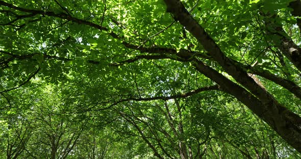 Common walnut trees, Dordogne, France