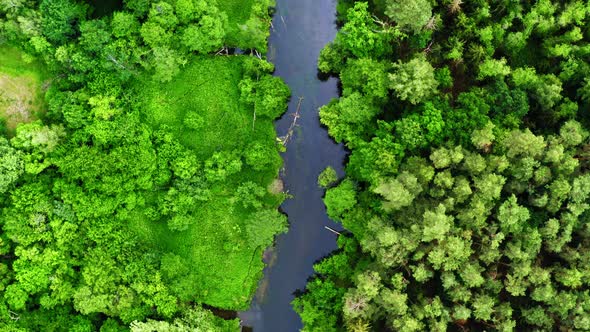 Old green forest and river, aerial view of Polandin summer, Tuchola national park