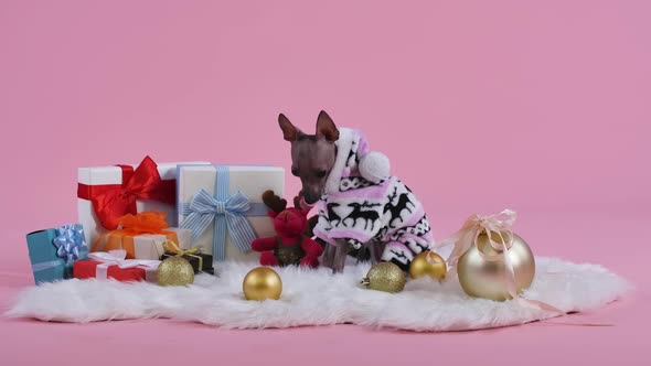 Xoloitzcuintle Sits on a White Fur Blanket and Looks at the Camera Licks Its Lips and Eats Food