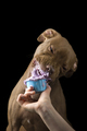 Chocolate pit bull puppy eating treat isolated on black background - PhotoDune Item for Sale