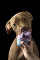 Chocolate pit bull puppy eating treat isolated on black background - PhotoDune Item for Sale