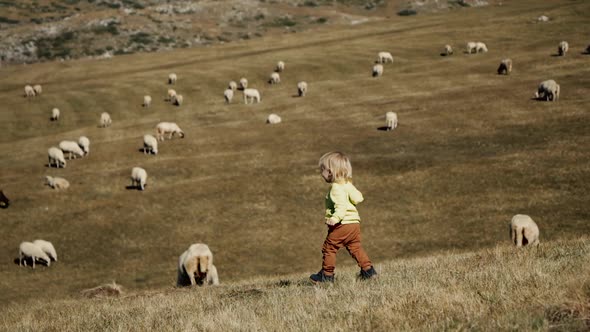 Little Blond Boy Runs Across the Field with Sheep