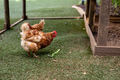 Brown hens eating leaf on grass inside of cage at poultry farm - PhotoDune Item for Sale