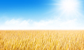 Yellow wheat or rye field and blue sky with clouds - PhotoDune Item for Sale
