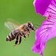 Bee Buzzing Pollinating