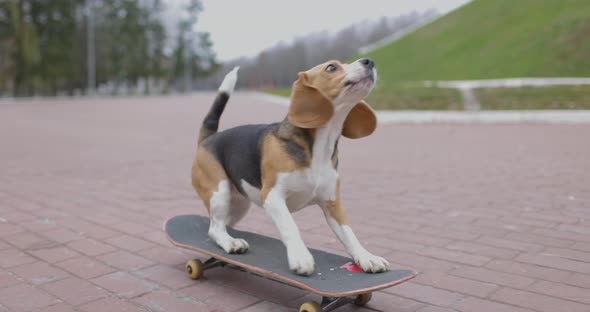 Beagle Dog Rides a Skateboard in Park