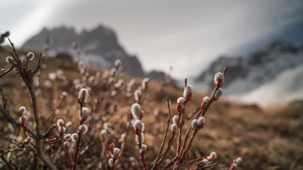 Close-up Time-lapse of Willow with Snowy Mountains on the Background. 