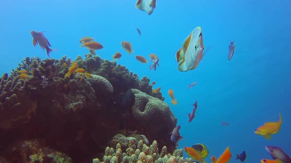 Underwater Reef Marine