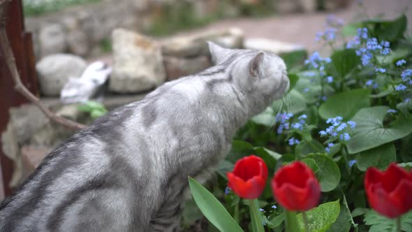 British Gray Cat Walks in Nature and Sniffs Flowers