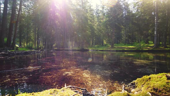 Scenic View of the River, Forest, Austria