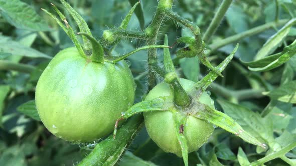 Garden Tomatoes