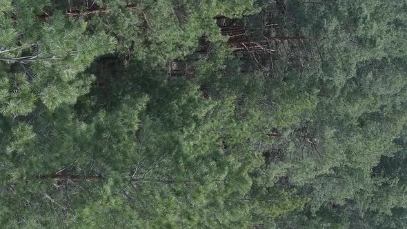 Vertical Video of Pine Forest Aerial View Slow Motion