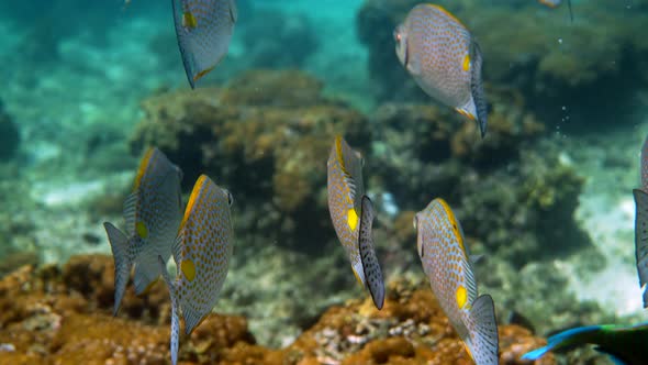 Underwater Video of Golden Rabbitfish or Siganus Guttatus School in Coral Reef of Thailand