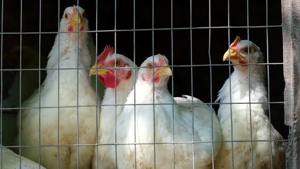 Young White Poultry in a Cage on a Farm of Chickens and Roosters