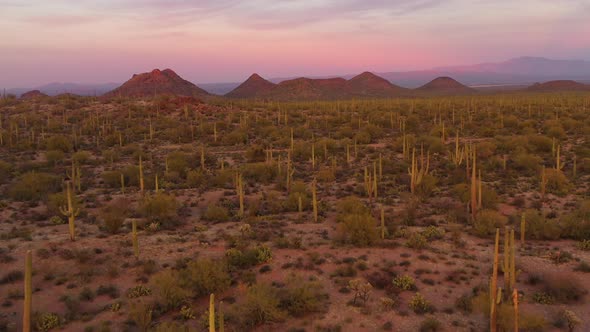 Breathtaking stunning vibrant sunset view of Saguaro Forest in Arizona desert, drone backwards.